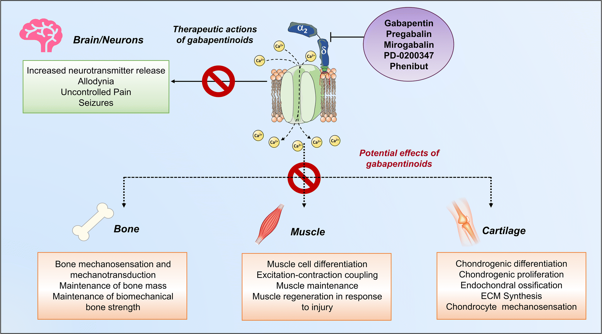 How gabapentinoids may reach the musculoskeletal system