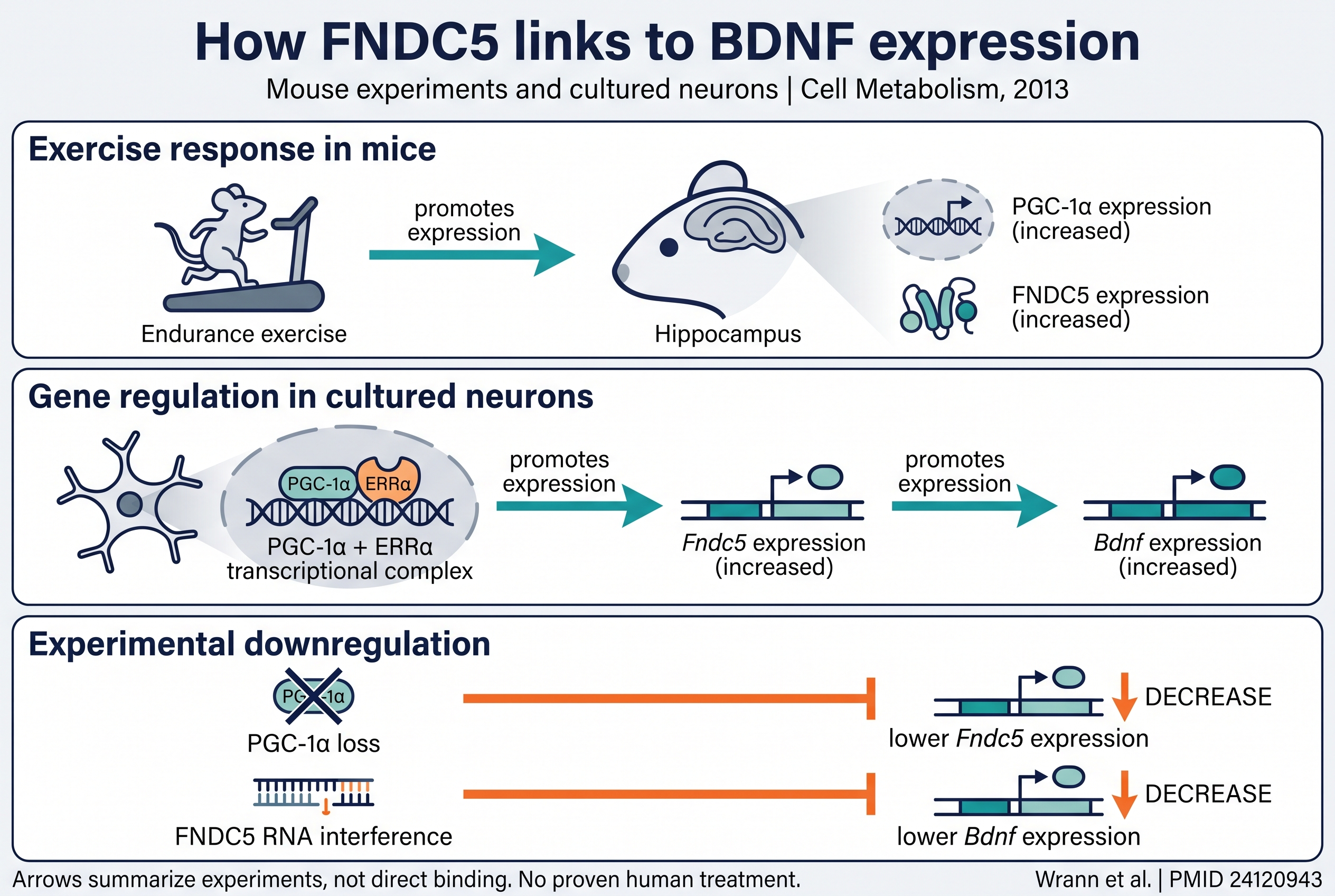Mouse exercise and neuronal PGC-1α/ERRα signaling increase Fndc5 and Bdnf expression; experimental PGC-1α loss or FNDC5 knockdown reduces downstream expression.