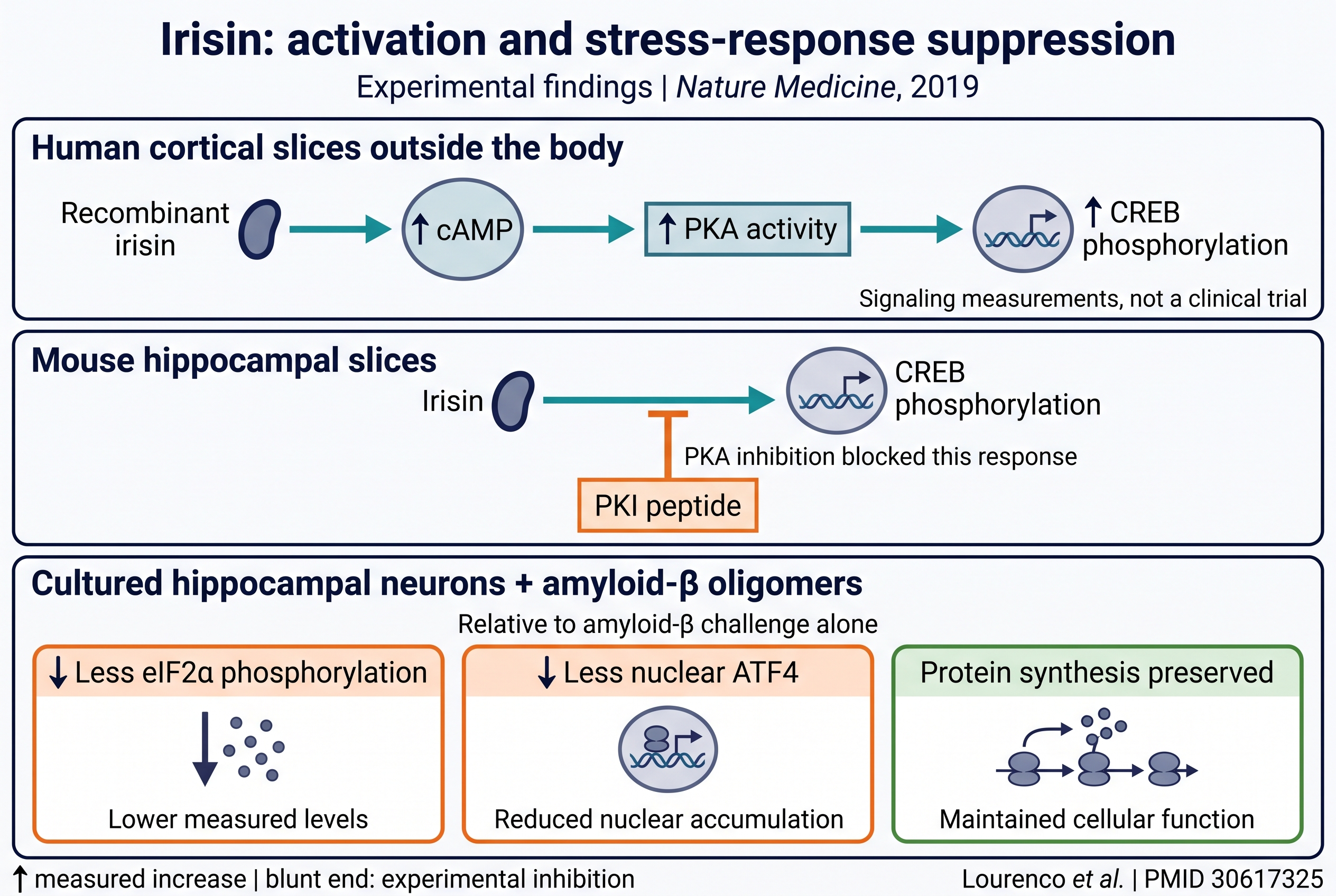 Irisin increases cAMP, PKA activity and CREB phosphorylation in human cortical slices; PKA inhibition blocks the mouse-slice response; irisin reduces amyloid-related stress responses in neuronal culture.